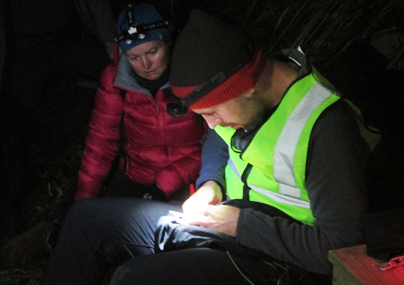A recent nocturnal excursion to Puponga Point at the southern end of #CornwallisBeach showed little evidence of predator activity at the growing grey-faced petrel colony there. Many heathy birds were spotted and tagged. #PredatorFreeNZ #NZBird #NZPetrel