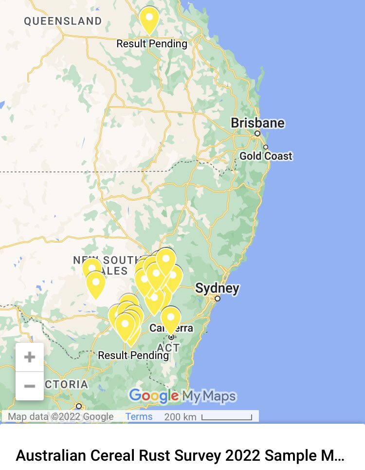 Current 2022 season wheat stripe rust map from <a href="/PbiCobbitty/">PBI Cobbitty, University of Sydney</a> <a href="/theGRDC/">GRDC</a> of samples submitted to Australian Cereal Rust Survey. It is around 
google.com/maps/d/viewer?…