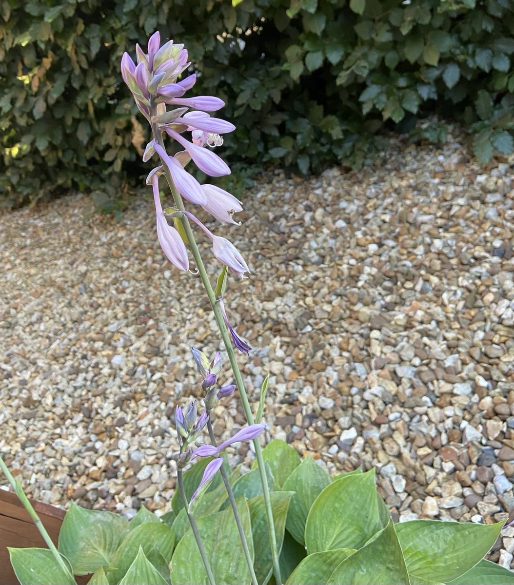 HighVibesC's tweet image. Standing alone &amp;amp; ready to bloom #strength in #solitude