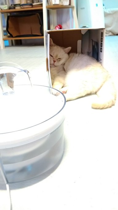 ねこカフェmimi ミミ 長野にある猫カフェ 子猫のへや
