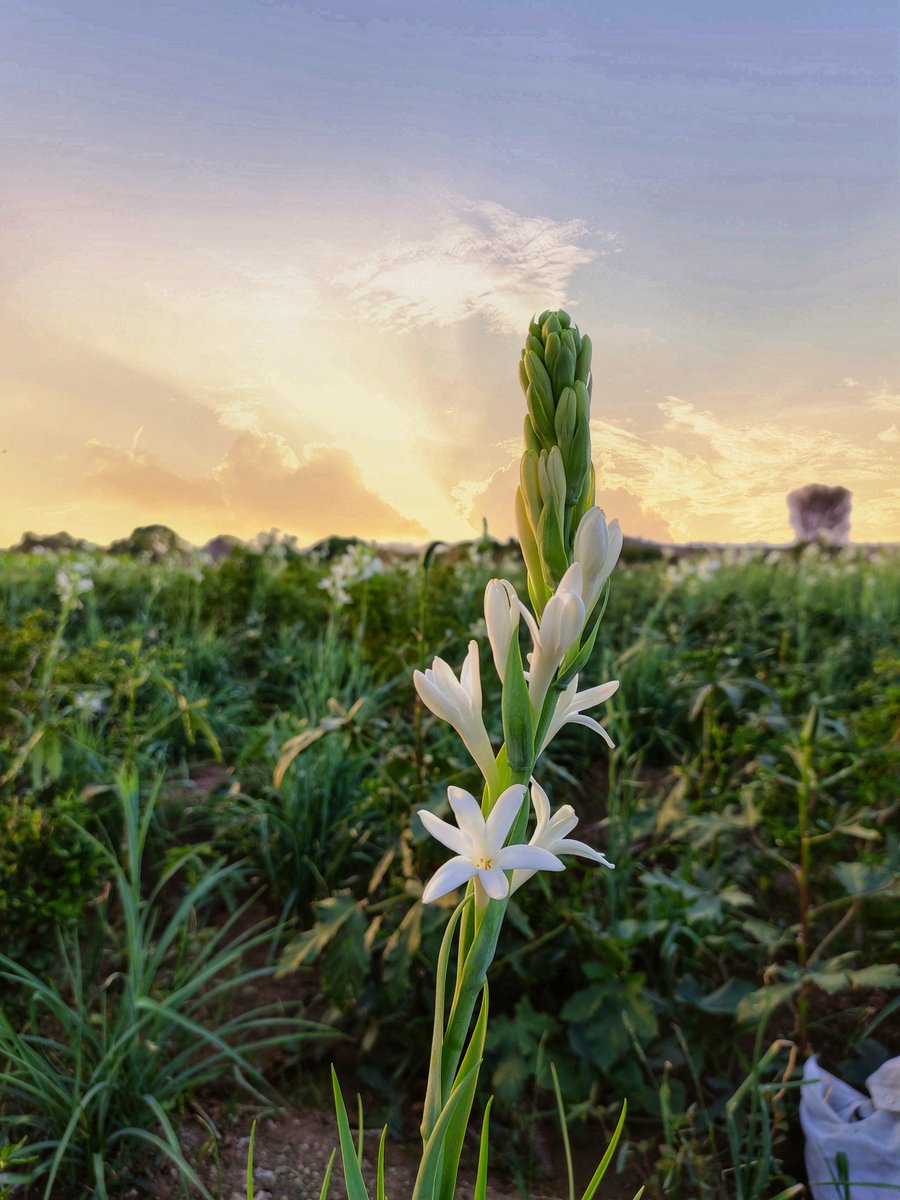Digvijpatil7348's tweet photo. Flowers are, Happiness...
Nishigandha(गुलछबू)🌼
#Monsoon #digvijpatil📸 #nishigandh #natureis❣️ https://t.co/haT44UTdG4