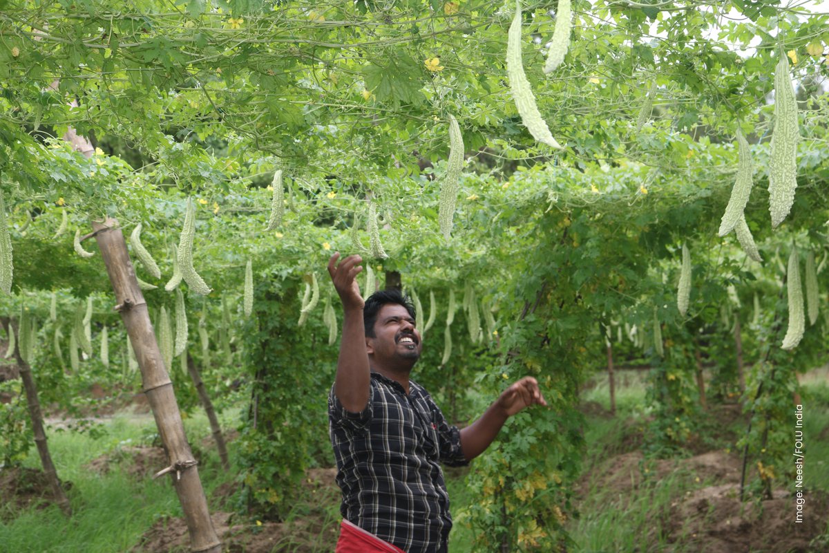 FOLUIndia's tweet photo. Resource efficiency, securing #food & nutrition, reducing #foodloss, climate mitigation & #adaptation & #betterincomes are key objectives of🇮🇳 agriculture transformation. These require technological advances as well as #capacitybuilding of #farmers.
More👉https://t.co/vRMQ4WleCV https://t.co/CfRTSgPiaQ