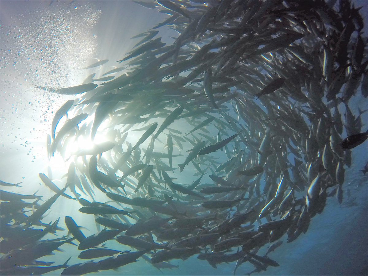 📢NEW BLOG POST📢 After a bit of a break from the CE blog, this week Natasha joins us to talk about the updated Marine Fish Synopsis. From changes to nets and hooks, to deploying gear at different depths - read on to find out more! tinyurl.com/2spp8ufk 📷Leslie Burkhalter