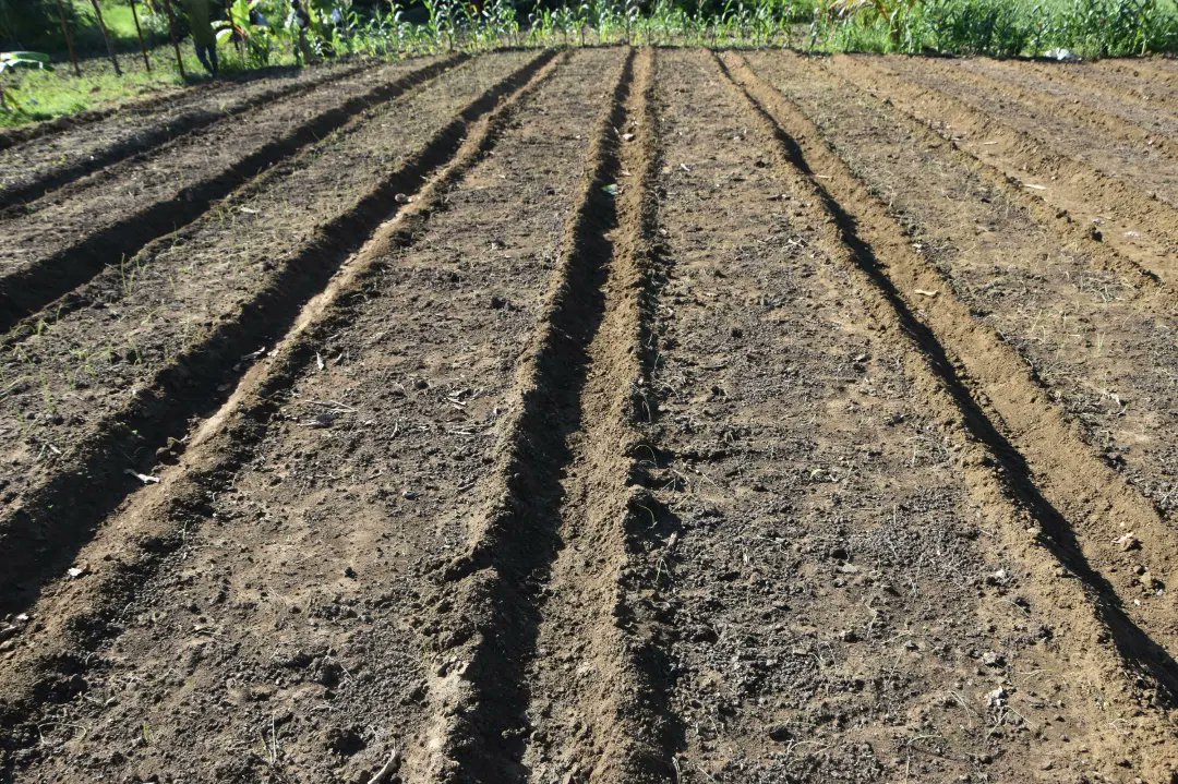 ViungoProject's tweet photo. Equipping farmers with Good Agricultural Practice skills is an important tool for #ViungoProject under #AgriConnect achieving its goals in improving #horticulture farming #Zanzibar. 

This is jointly project implemented by @pdf_tz @TAMWA_Zanzibar &amp; @CFP with funding of @EUinTZ https://t.co/fvtE7EHoJZ