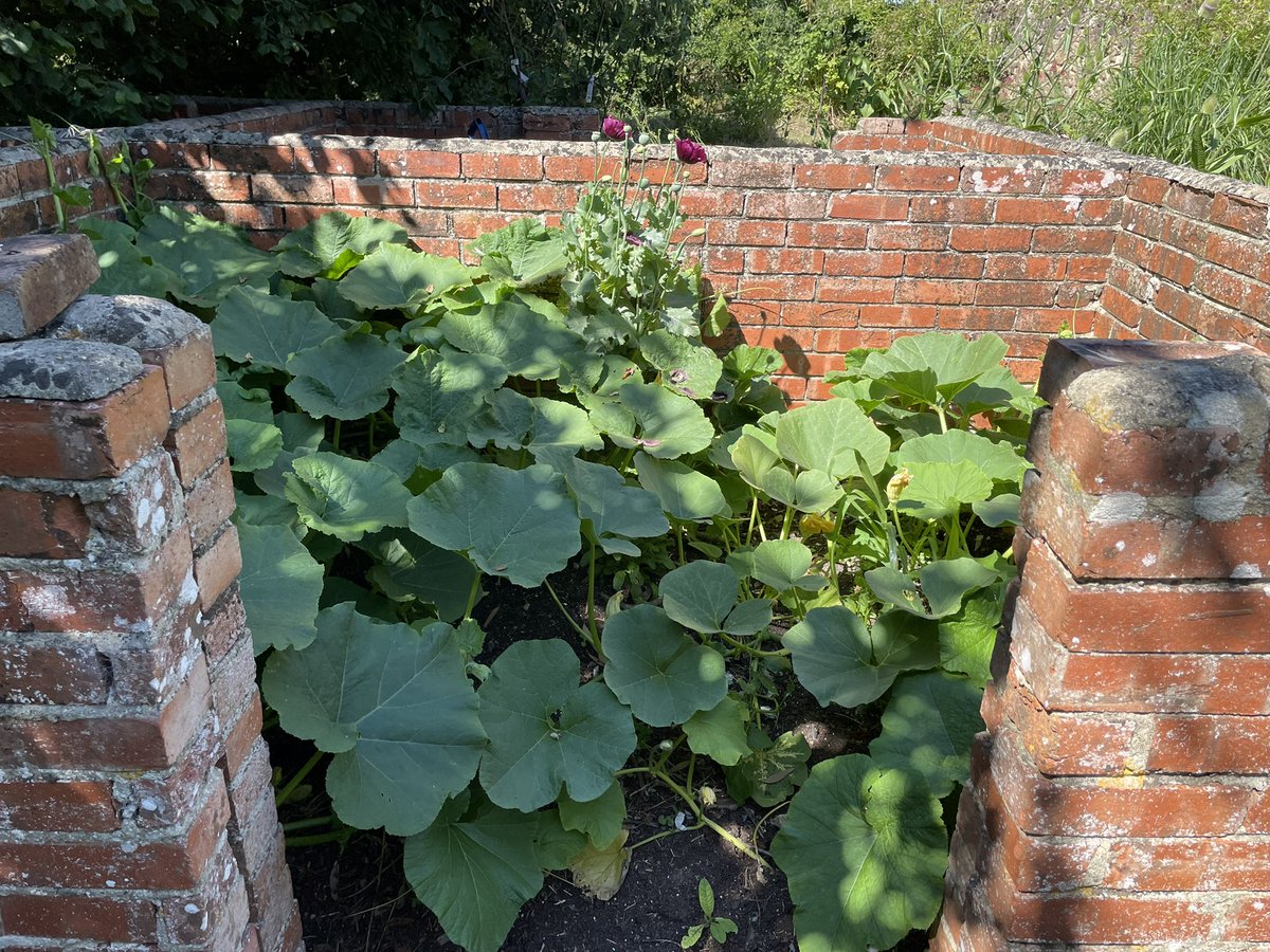 Spare pumpkins snd squashes taking over the compost bins! 🤪😍😆