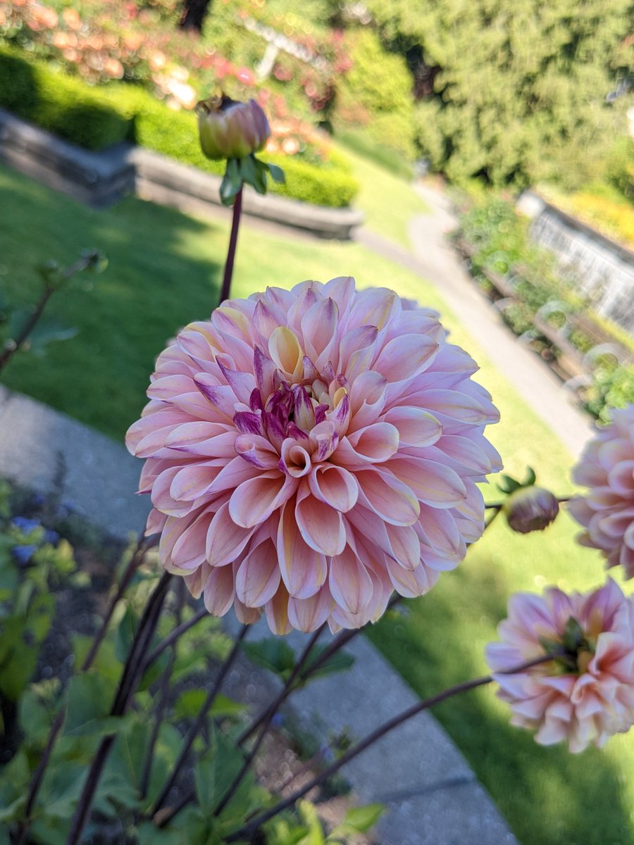 Gorgeous garden dahlia (Dahlia Pinnata) Did you know it's the national flower of Mexico.💮🇲🇽 #NaturePhotography #Vancouver #Dahliapinnata