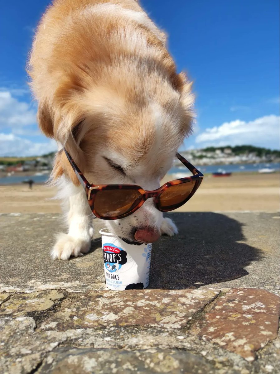 Look at these pictures of our lovely Siobhan’s dog! They are too cute not to share! 🥹 Bailey is enjoying @MarshfieldIces dog icecream and is looking rather cute doing so! We hope this brightened your day as much as it did ours! #Instow #Appledore #Devon #Northdevon