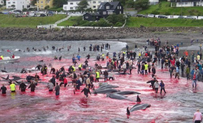 Faroe Islands to limit dolphin hunt after outcry - dolphin-way.com/2022/07/faroe-… #dolphin #dolphinway
