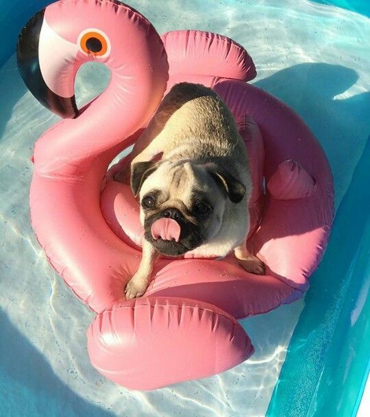 Olson_DipDog's tweet photo. ¡Buenos días! #FelizLunes https://t.co/y7aivRM1F6