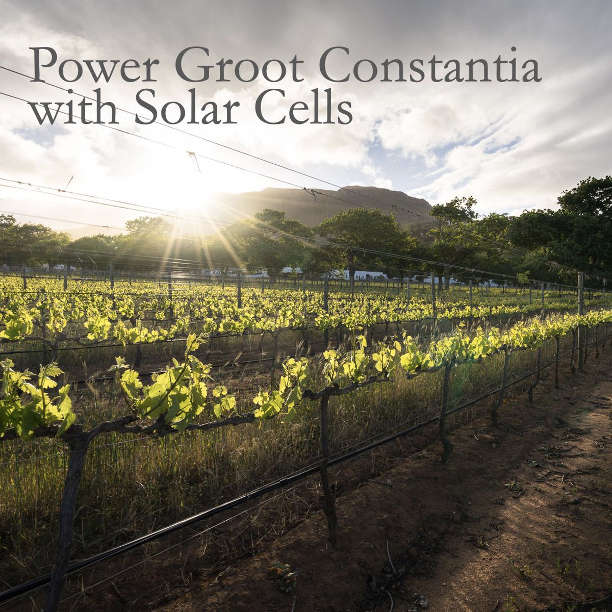 A healthy planet and climate are essential to the future of the wine industry.🍇☀️ Our transition to clean energy is underway &amp; YOU can play a part. With <a href="/TheSunExchange/">The Sun Exchange</a> you can own &amp; earn from solar cells that will power #GrootConstantia.

Don’t miss out! thesunexchange.com/project/groot-…