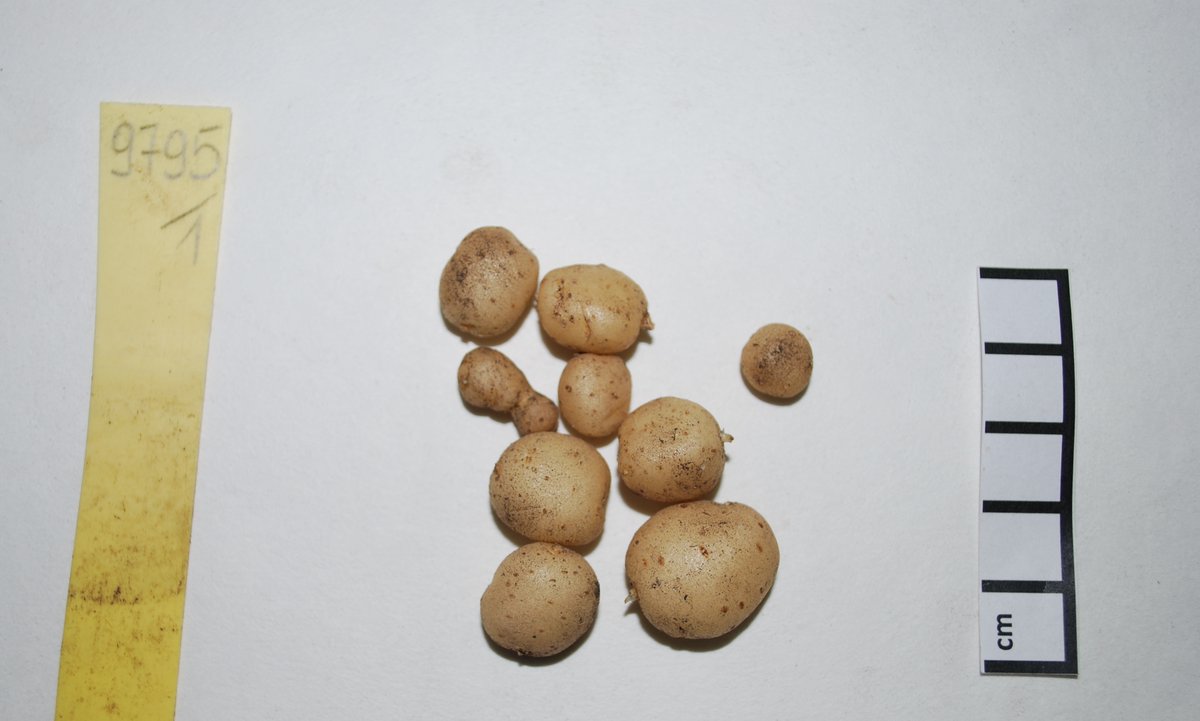 Tuber flesh colour, enzymatic discolouration, dormancy and late blight resistance of 29 tuber-bearing accessions of Solanum spp.
rdcu.be/cRmZn

congratulations <a href="/martajaniszews5/">@marta_janiszewska</a> and <a href="/paulina_dajmund/">Paulina Smyda-Dajmund</a>