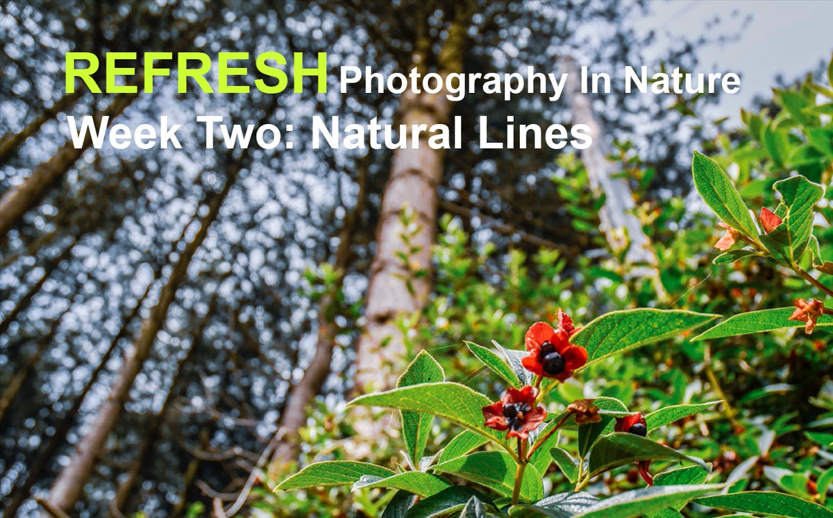 E2aEsholt's tweet photo. For the second week of sharing images from the production of the Refresh Video Tutorials we will be focusing on images that encompass Natural Lines. 

Will you be inspired to take some pictures that celebrate the natural lines we find all around us?

https://t.co/p8BOSKXqRq https://t.co/K43WBIBzLZ