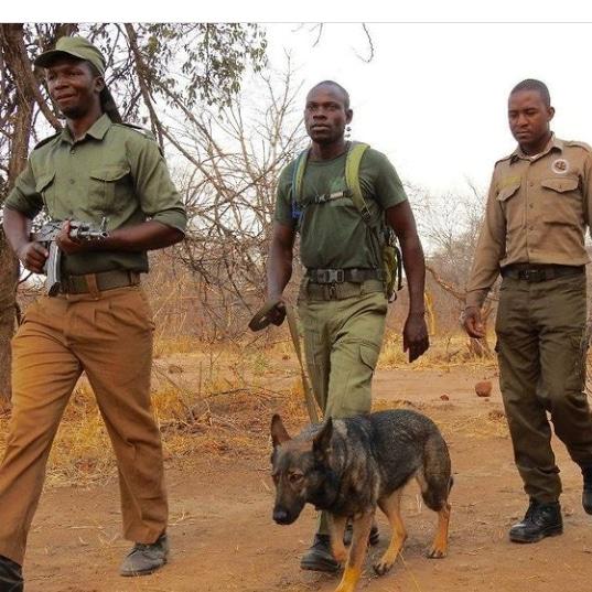 Catch Nature is Life tomorrow as we discuss the brave Rangers that have given themselves in saving animals.
#Beyondthesky
#Esabantu
#skyzat5