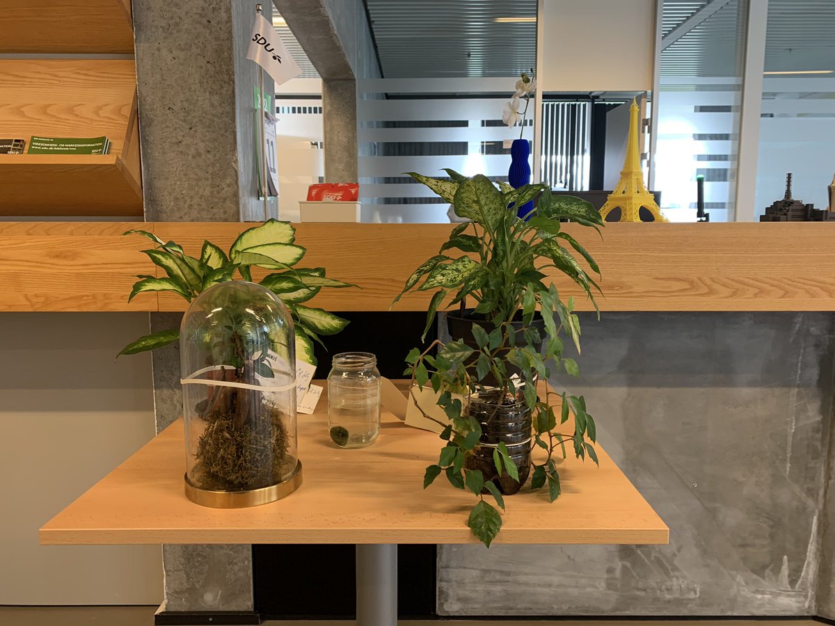 najmehshaghaei's tweet image. What a fantastic support by my colleagues at my library! They take care of students and staff’s plants and flowers during summer while they are on holiday. A 5 star hotel for plants! ❤️ @SDUlibrary  #greenlibrary #Sustainability