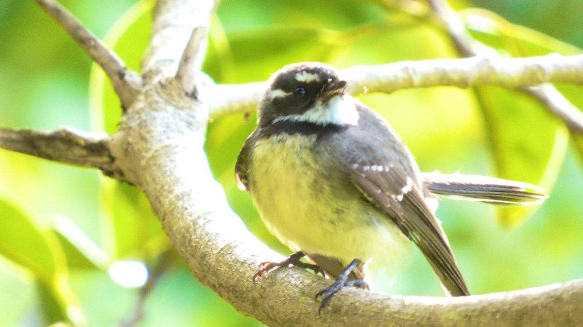 #greyfantail #Australianbird