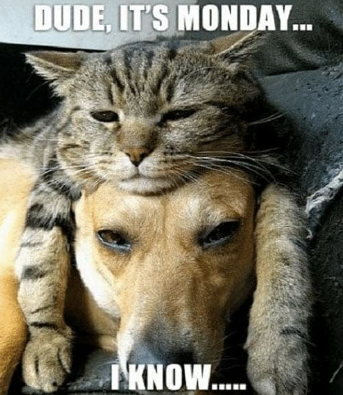 aicookhome's tweet photo. 🐱🐶What is let the two brothers who love each other turn against each other this Monday?

🧀🍕👉For details, please check https://t.co/aW3Bzgw8YW

#AICOOK #Monday #PrimeDay  #MEMES #juicer #cats #CatsOfTwitter #DogsofTwittter #Sales #discount https://t.co/YmkZtrr1zj