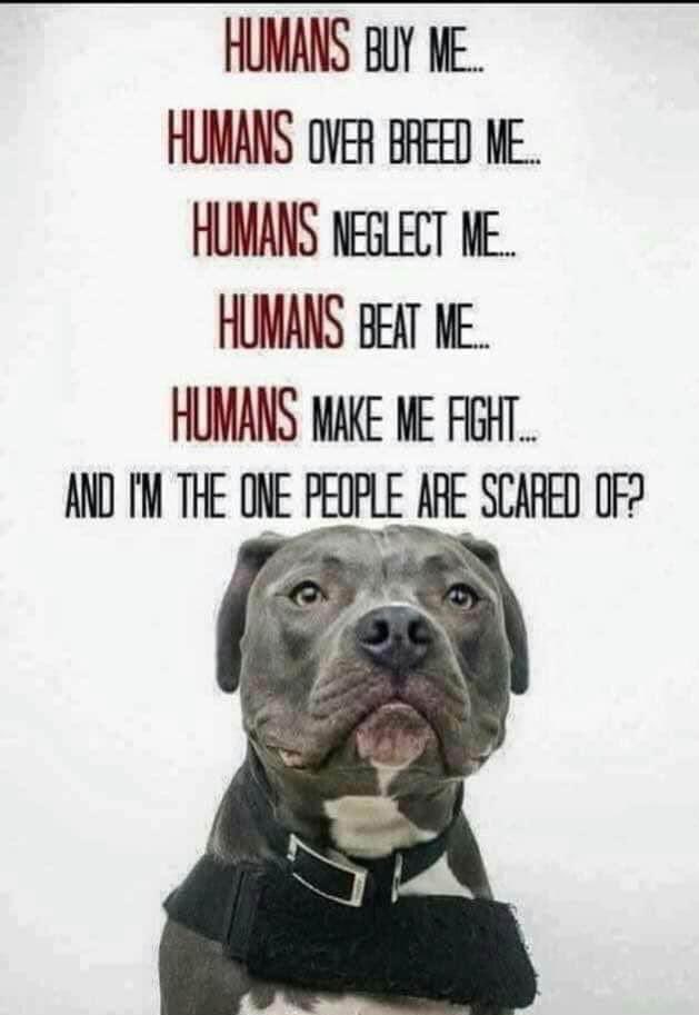 BuffCakeBarkery's tweet photo. #doglovers #pitbulls #thatswrong #pitbulladvocate #buffcakebarkery #NewHampshire https://t.co/kfmadd8cqJ
