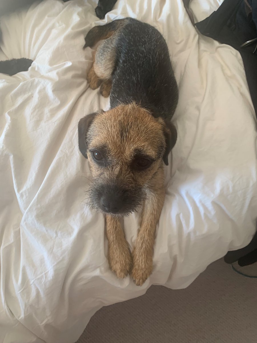 #btposse Hi everybody peeps. Little Brambles had a fit this morning.
Think its called :Border Terrier
Canine Epileptoid Cramping Syndrome
Anybody got any experience with this as was very scary. Fanx