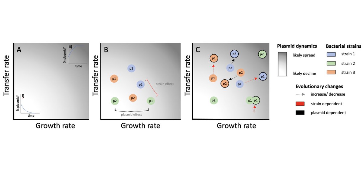 New preprint out! 

We know that plasmid spread depends on the specific bacterial host. But are initial phenotypes of strain-plasmid pairs or evolutionary changes in their plasmid-stability traits the more relevant predictor of plasmid spread? 1/3