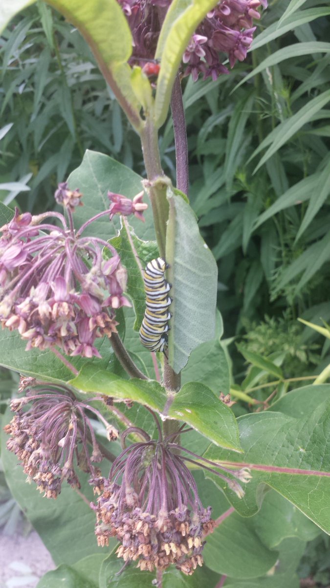 IM_LG's tweet photo. Hey, those 5 years of letting the milkweed in my front yard be finally paid off. :D https://t.co/5h5qJmFhav