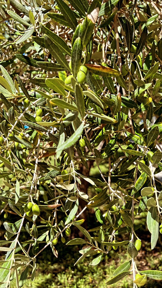 Olive trees - Peace, wisdom, prosperity

This is #Albania