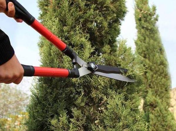 Creativ_Portal's tweet image. ТОП 12 лучших садовых сучкорезов 2022 👍
Одной из лучших альтернатив секатору или ножовке по дереву, являются садовые сучкорезы. Преимущество #Новинки  #Садовые #Рейтинг #обзор

creativportal.ru/top-12-luchshi…