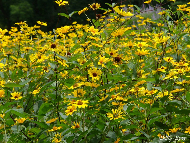 Dpg Rose 夏空 7月 花いっぱいに 花 キクイモモドキ 7月 黄色 Dpg Ro T Co Vr2b18zjbs Twitter