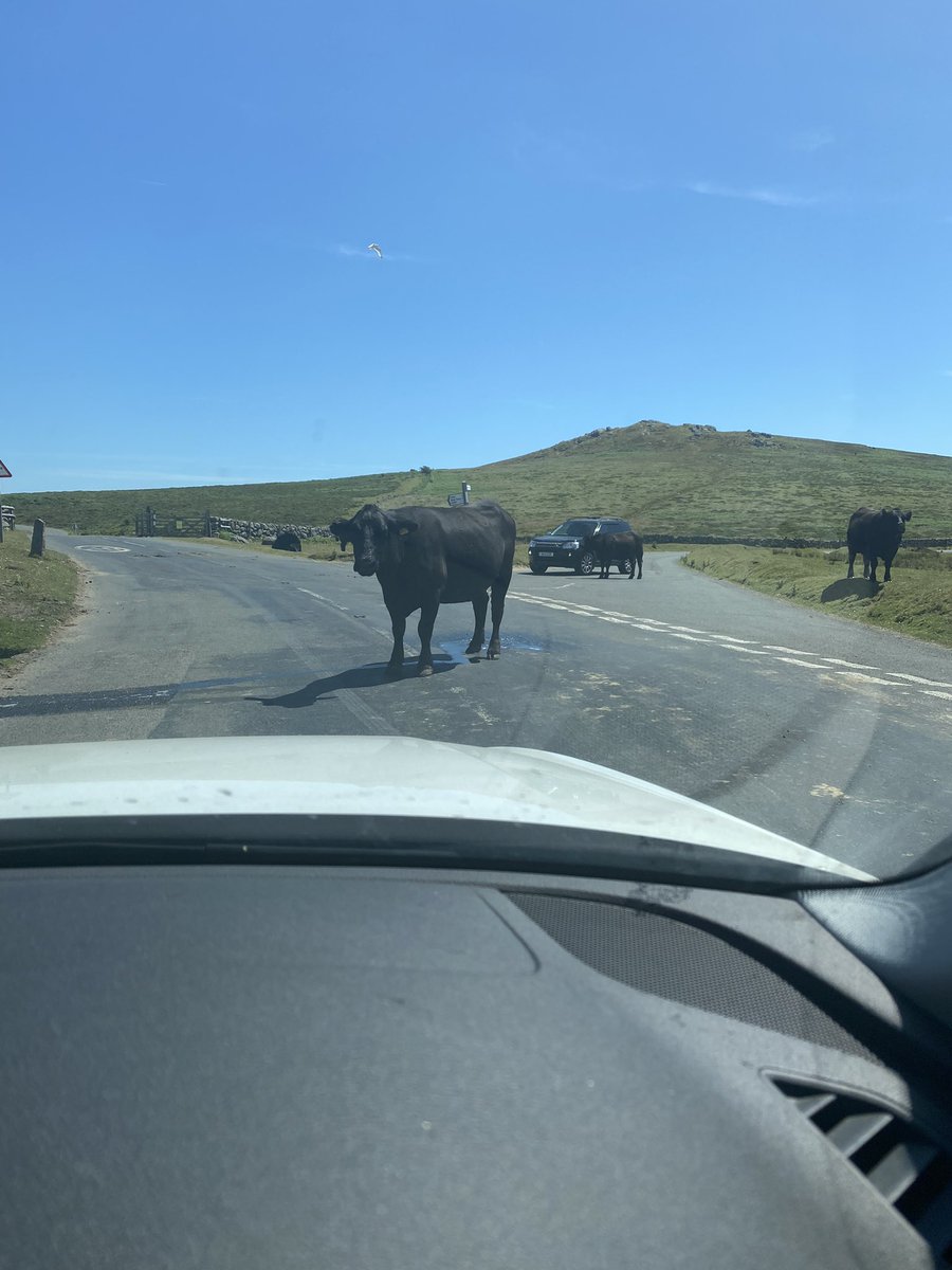 Tempestjayne's tweet photo. This was my commute to work today over beautiful #dartmoor 🐄 🐄 🐄 https://t.co/EswvJsQdkW