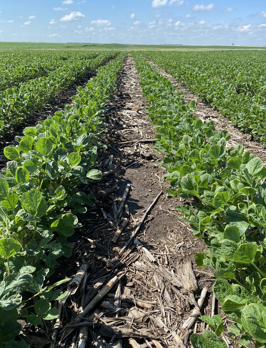 BrookeHoffbeck's tweet photo. Check out these P18A73E soybeans near Doland, SD #FollowTheseFields #FreedomToSpray @pioneerseeds @CortevaUS https://t.co/S1Ji72HQPR