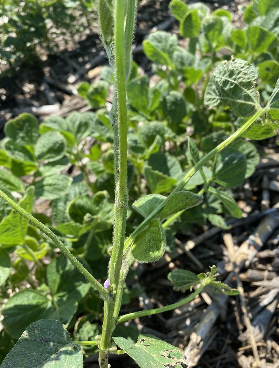 BrookeHoffbeck's tweet photo. Check out these P18A73E soybeans near Doland, SD #FollowTheseFields #FreedomToSpray @pioneerseeds @CortevaUS https://t.co/S1Ji72HQPR