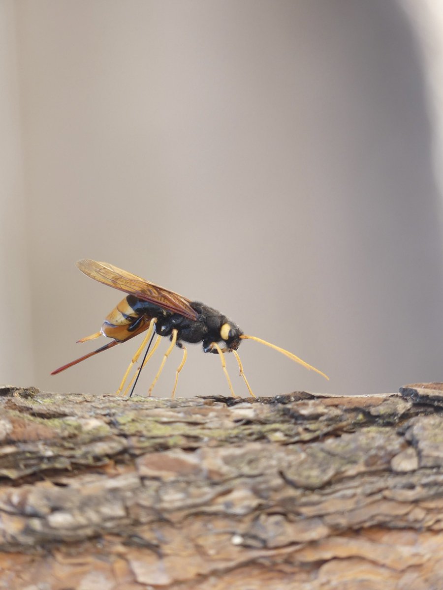 JoshsWildlife's tweet photo. This giant horntail / woodwasp flew and hit me on the forehead! So glad it landed so I could photograph it (Cumbria, UK)
@InsectNews @IoloWilliams2 @insectweek @WildlifeTrusts @CP_UK_Whinfell #horntail #woodwasp #insects #forest https://t.co/mUtAPhytys