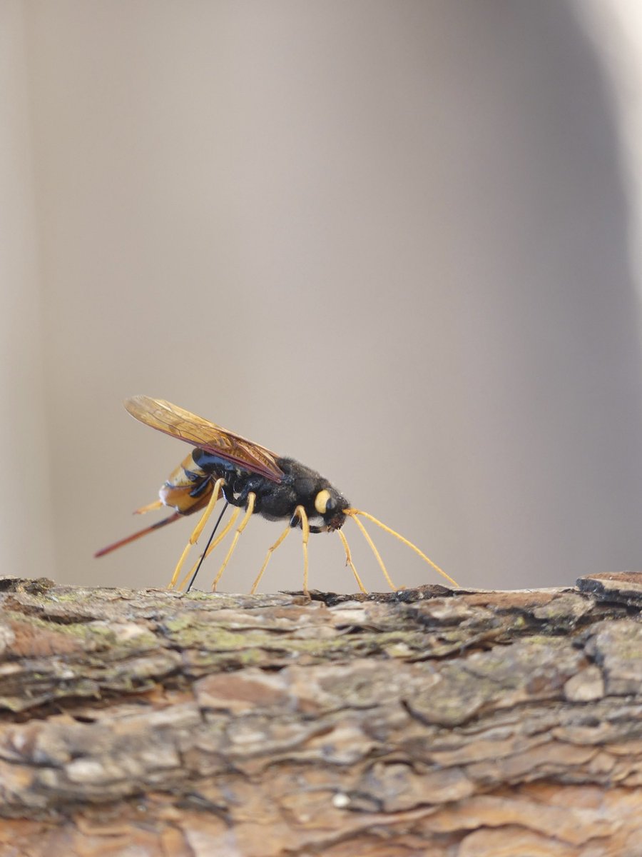JoshsWildlife's tweet photo. This giant horntail / woodwasp flew and hit me on the forehead! So glad it landed so I could photograph it (Cumbria, UK)
@InsectNews @IoloWilliams2 @insectweek @WildlifeTrusts @CP_UK_Whinfell #horntail #woodwasp #insects #forest https://t.co/mUtAPhytys