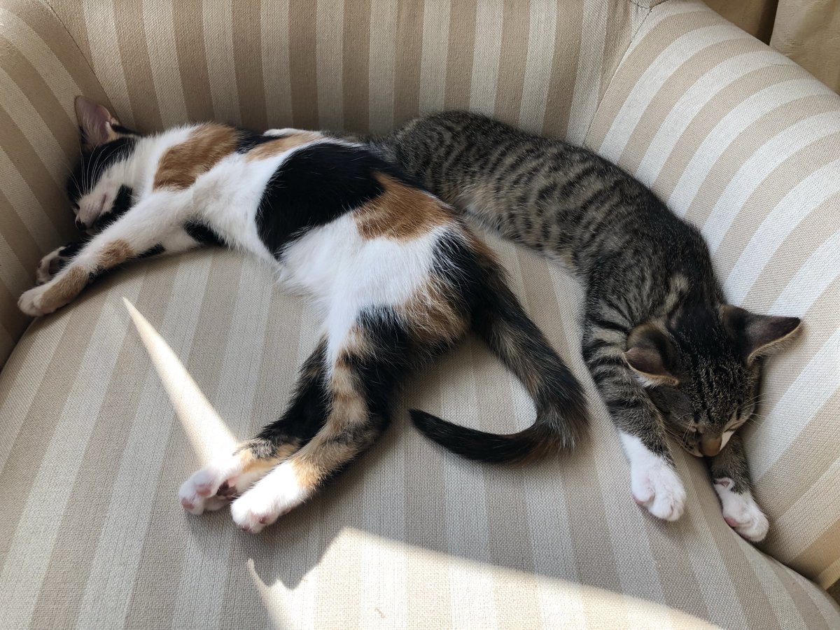 AriadnCuxirimay's tweet photo. This heatwave is hitting those in fur coats pretty hard.
#SleepThroughIt #WrongOutfit #Furry #Heatwave #HeatwaveUK #Kittens #CatsOfTwitter #MondayThoughts #MondayMotivation https://t.co/plgz9YRUW1