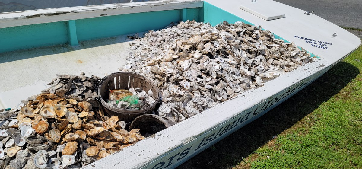 HoopersIsland's tweet image. Oyster shell #recycling = oyster #restoration. These shells will be cleaned, dried &amp;amp; planted w/spat to help seed wild fisheries @oysterrecovery #EasternShore #watermen #circulareconomy