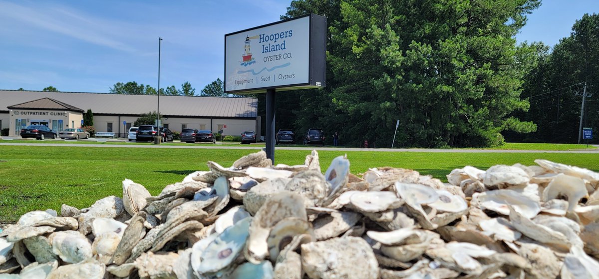 HoopersIsland's tweet image. Oyster shell #recycling = oyster #restoration. These shells will be cleaned, dried &amp;amp; planted w/spat to help seed wild fisheries @oysterrecovery #EasternShore #watermen #circulareconomy