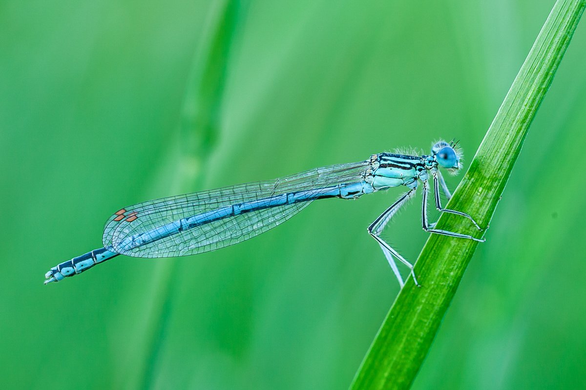 michaelje49's tweet photo. Little blue damselfly at roost,
#WexMondays https://t.co/mn5GNdAIXP
