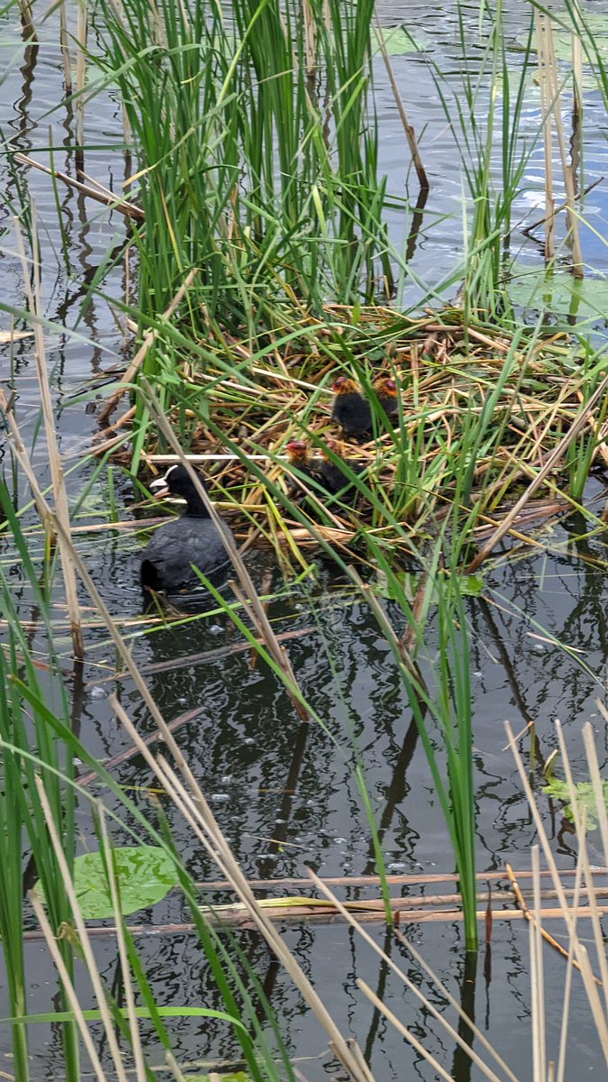 SarahSTEMed's tweet photo. Life in Kinderdijk, Netherlands https://t.co/U1yUF3qLME