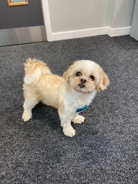 Denise Chilton tweet media