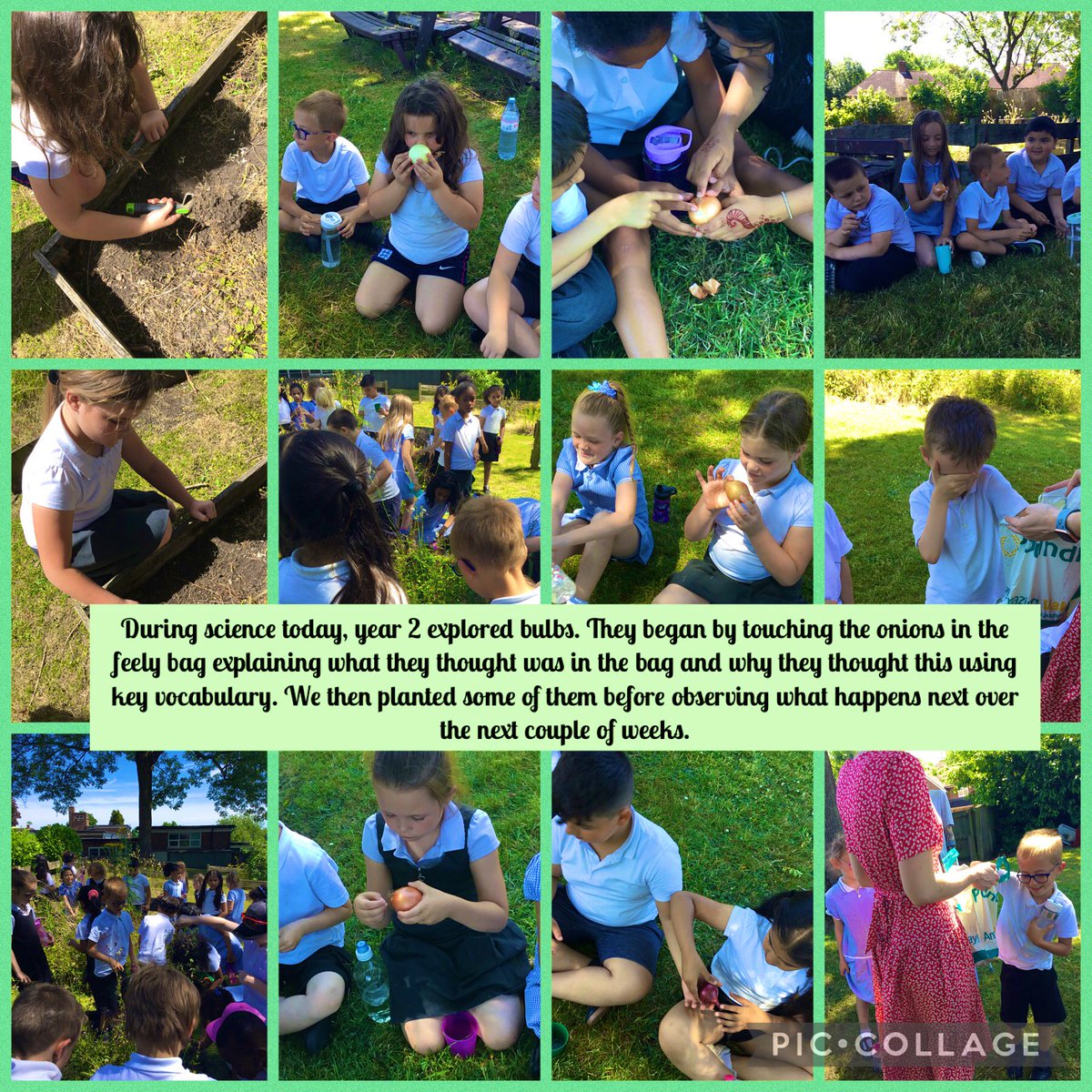 MissONeill2B's tweet photo. How lovely it’s been to learn outside in the ☀️ today @PaganelScience @MissSilk3 🧅 🌱 https://t.co/rPM7rmEj2J