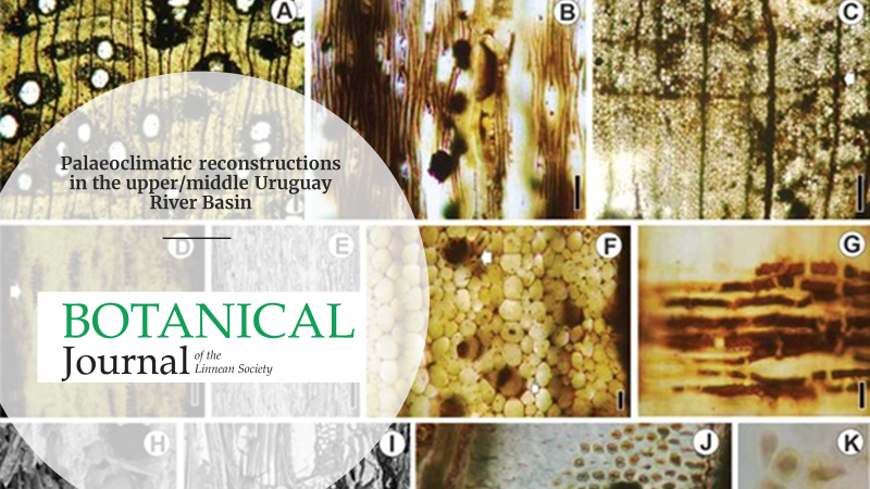 BotJLinnSoc's tweet image. New data for palaeoclimatic reconstructions in the upper/middle Uruguay River Basin: caesalpinioid Fabaceae woods in the Late #Pleistocene
Ramos et al. #FossilWoods #Palaeobotany doi.org/10.1093/botlin…