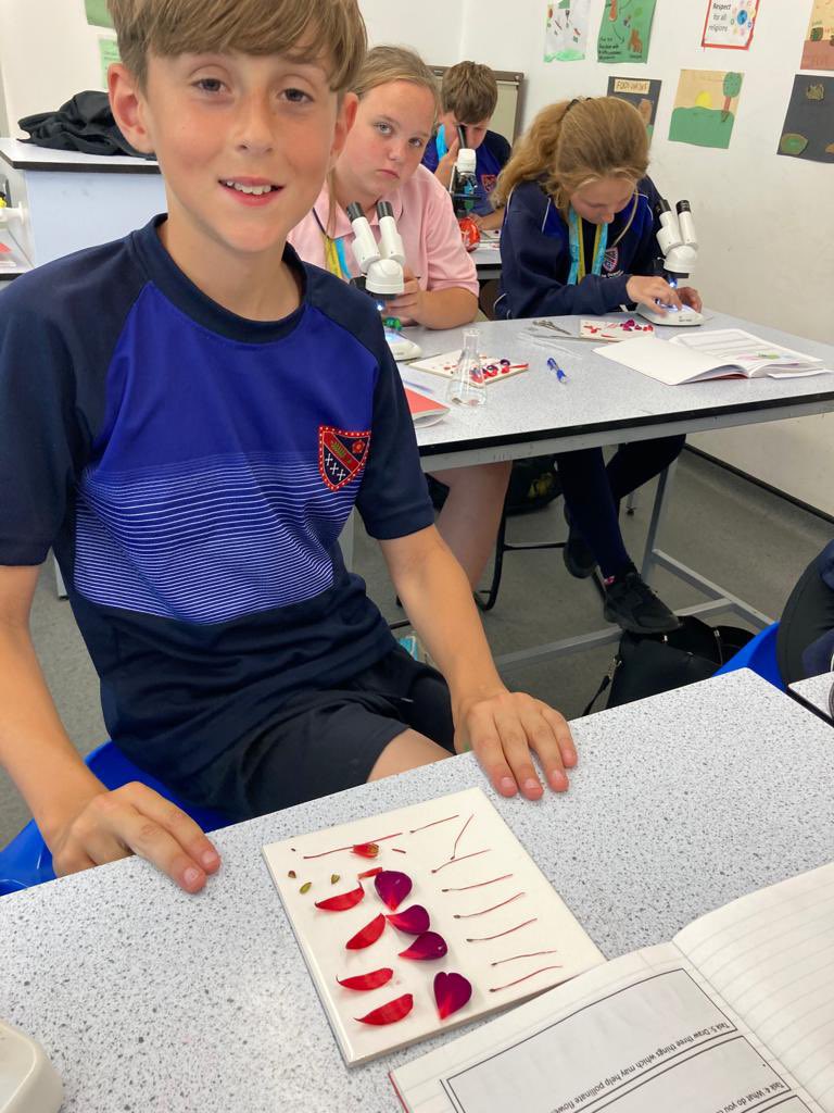 DeaneryScience's tweet image. Year 7 are dissecting fuschia flowers today to identify the male and female parts. @deaneryhigh