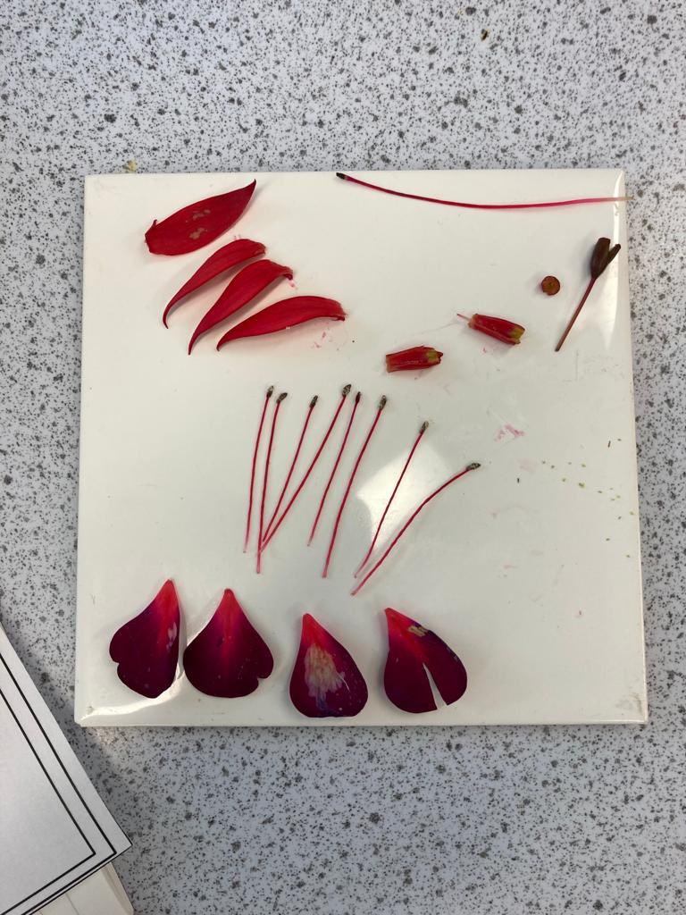 DeaneryScience's tweet image. Year 7 are dissecting fuschia flowers today to identify the male and female parts. @deaneryhigh