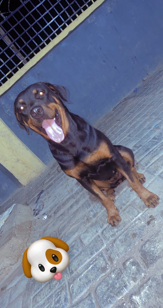 Orlami_lekan's tweet photo. @Dowat00 Ghost 🐶 https://t.co/r8ZmBEpBrx