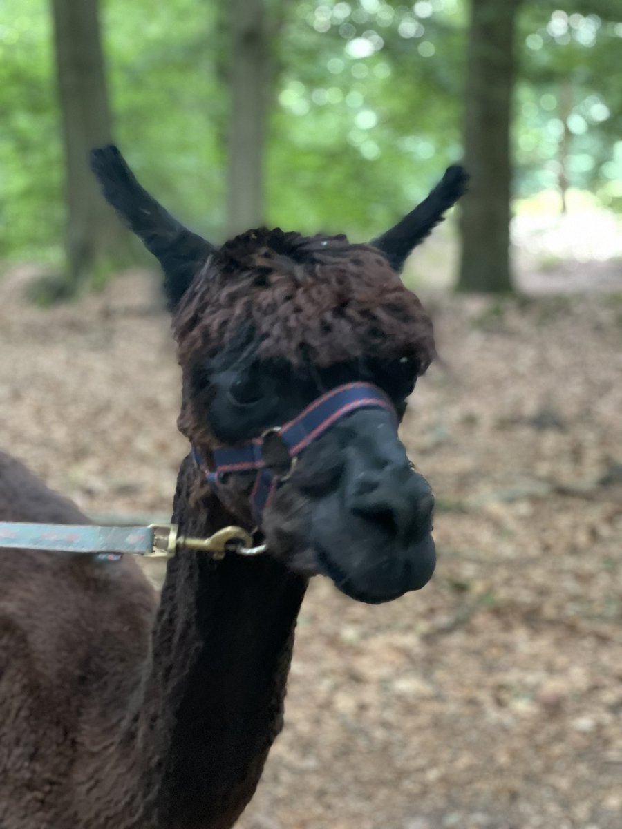 v_annemieke's tweet photo. Ook vandaag weer nieuwe vrienden gemaakt. Ik ben zo sociaal 😇 #alpacawandelinggelderland #doesgek https://t.co/N0Zn8dYYyp