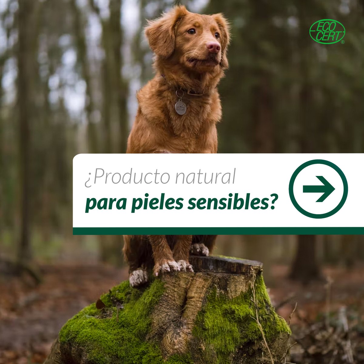 PSHmascotas's tweet photo. 🧼 Línea Green Soul, la solución natural para la higiene de tu mascota. La gama está compuesta por Champú &amp; Acondicionador con agentes naturales 98% y con un Lauril con certificado Ecocert.

#PSH #PSHHOME #mascotas #groomers #perros #veterinarios #perro https://t.co/HbYzH48P6c