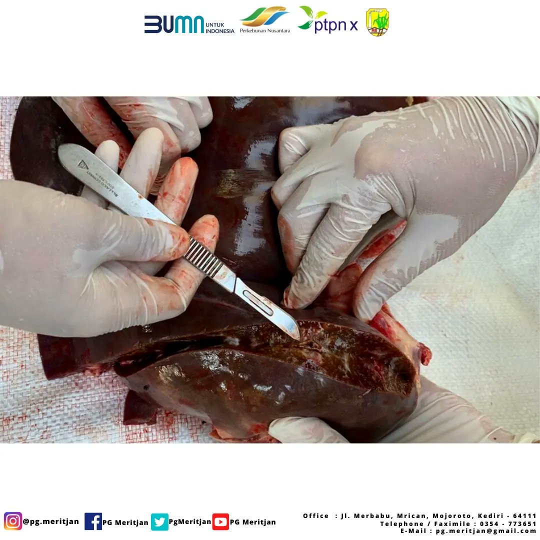 PgMeritjan's tweet photo. Pemantauan, pengawasan serta pemeriksaan daging hewan kurban oleh tim dari PDHI Jawa Timur serta DKPP Kota Kediri
Dengan adanya kegiatan tersebut diharapkan daging kurban yang beredar dimasyarakat adalah daging yang aman, sehat, utuh dan halal sehingga layak untuk dikonsumsi. https://t.co/Datj61uwZj