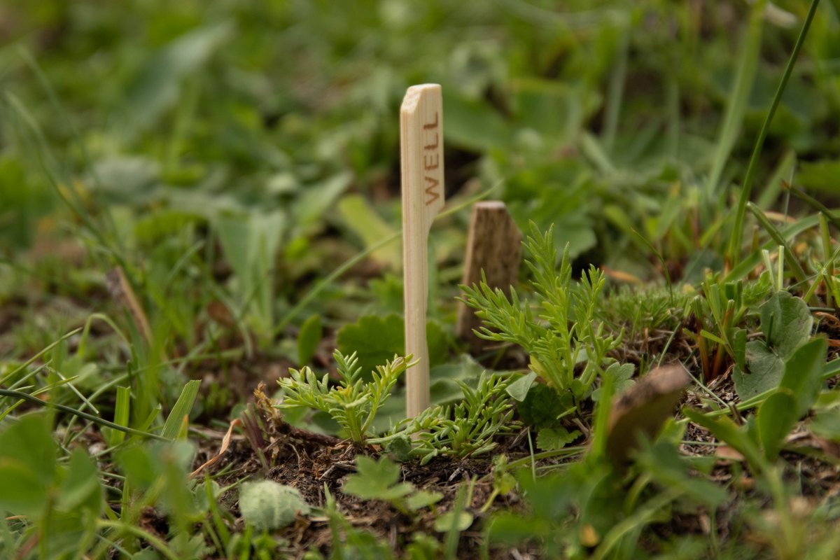 microclim2's tweet photo. One of the biggest concerns we had was searching for markings we placed last year in the field. We marked our target individuals with bamboo sticks, otherwise used for hamburgers. Heapily it turned out really good and the very most of the bamboo sticks survived. https://t.co/53P3zRdFRQ