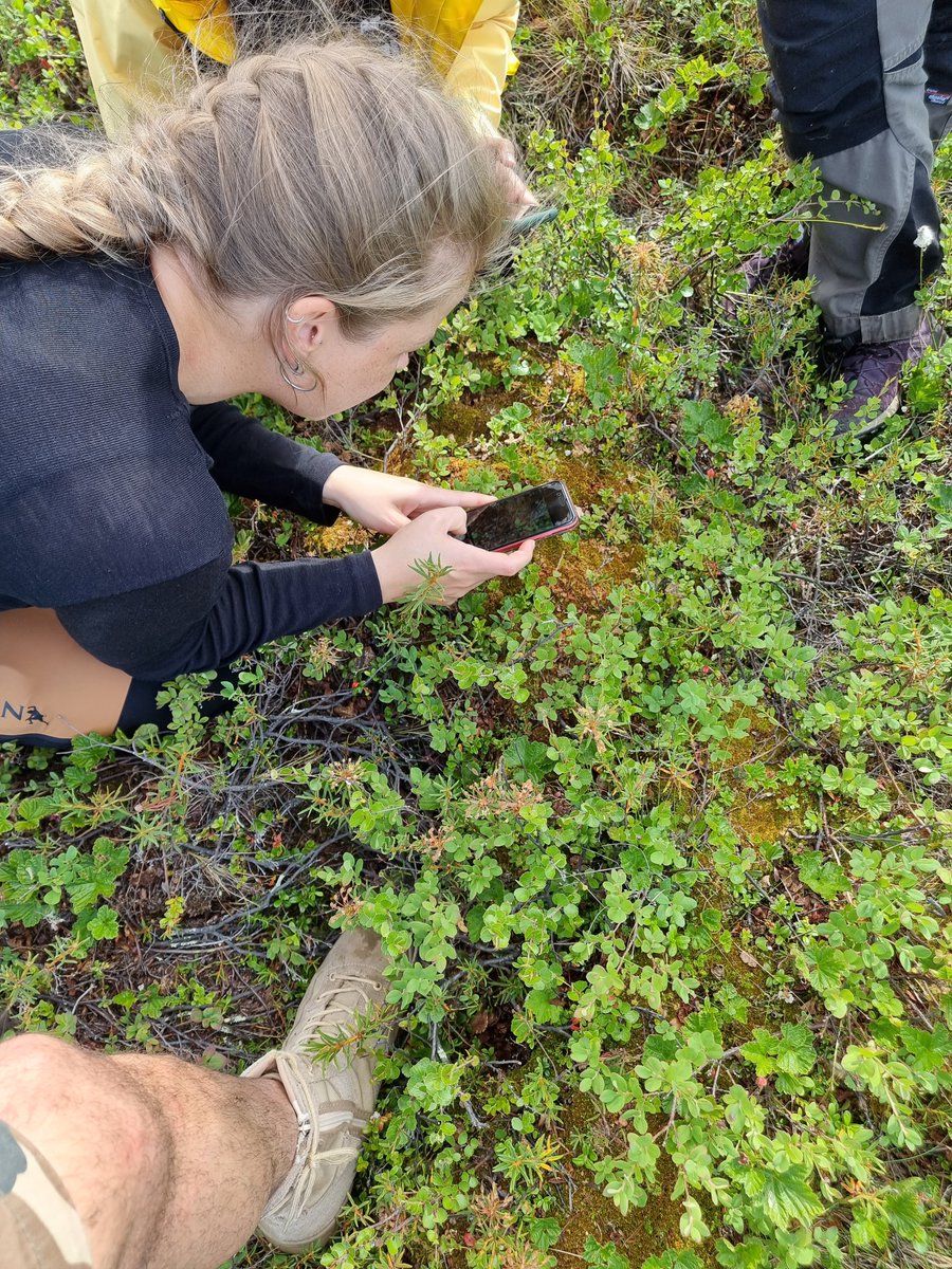 MolecolS's tweet photo. Some more impressions from the #ForBio, @NIBIO_no, and @UiB course: #Taxonomy and DNA #barcoding of soil organisms: #nematodes (#Nematoda), #mites (#Acari) and #springtails (#Collembola). https://t.co/471A1FbYaN