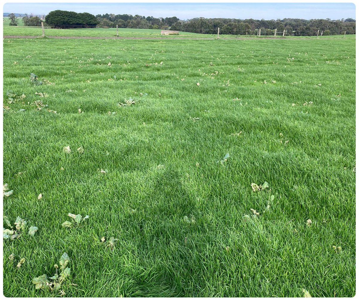 DLFSeedsAU's tweet photo. Base AR37 & Vast AR37 tetraploid perennial #ryegrass showing off their winter persistence in Gippsland VIC with #AR37 working double time to protect them from Argentine Stem Weevil, Pasture Mearly Bug, Adult Black Beetle and Root Aphid.
Unreleased Vast (left) and Base (right). https://t.co/qsHqkoYeFV