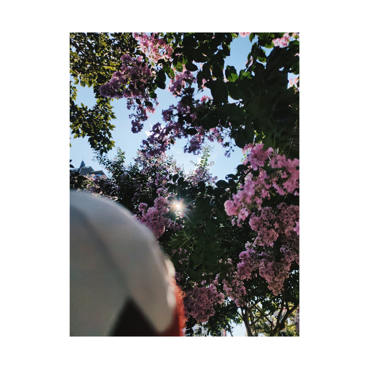 a_chris_meteor's tweet photo. 歌劇院附近的紫薇開花了，天空也很好看(但真的熱過頭了)，還好有帶娃娃出來拍照看花🌞
#アルランディス https://t.co/cIsPzxFdBd
